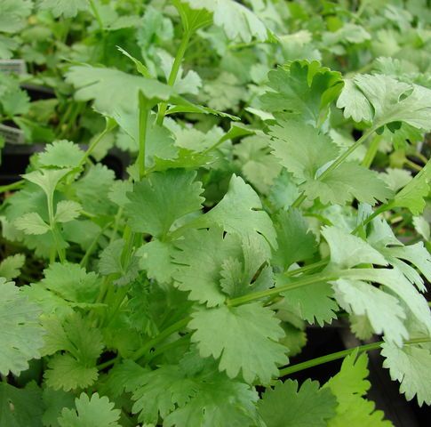 Coriander Oil - Certified Organic  5